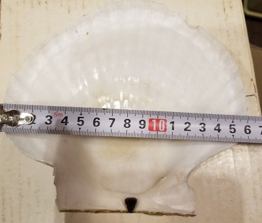 北海道根室産　天然ホタテ貝殻　大16センチ入り　ハンドメイド　料理器　貝殻