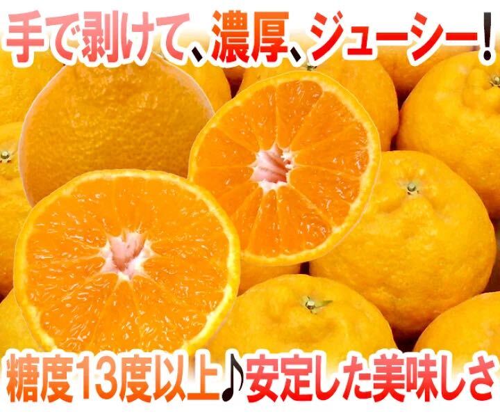 【日本最安値？！】佐賀県産デコポン 5kg 15〜24玉の画像2