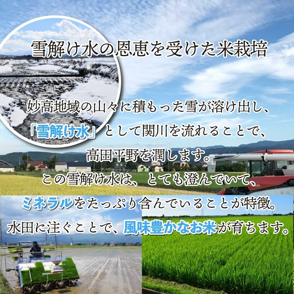 令和5年 10kg コシヒカリ 米 新潟産 お米 こしひかりの画像3