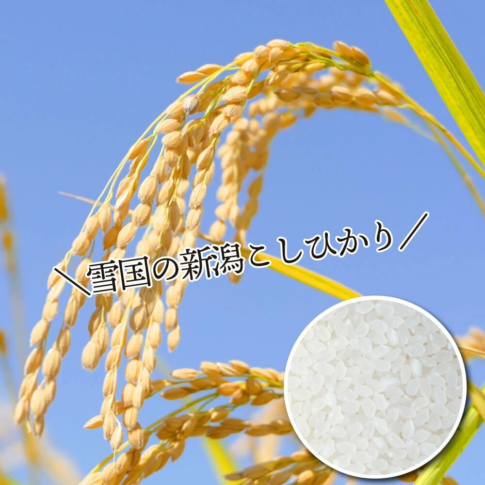 令和5年 10kg コシヒカリ 米 新潟産 お米 こしひかりの画像8