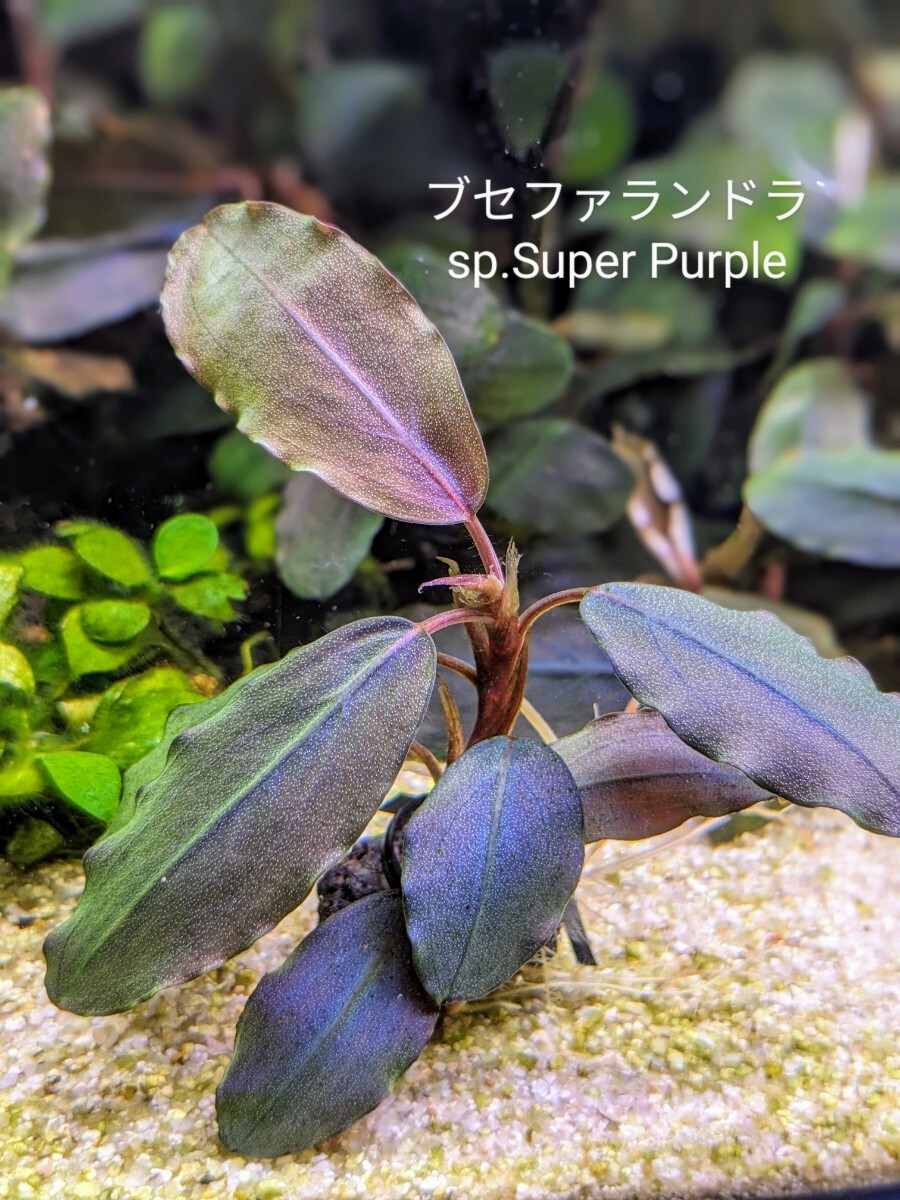 ブセファランドラsp.Super Purple（スーパーパープル）完全水中葉　№4_画像6