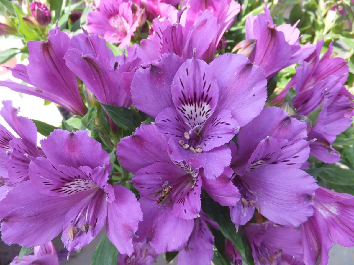 アルストロメリア幼苗特価 インティカンチャ『インディゴ』 紫 12cm深ポット 宿根草の画像1