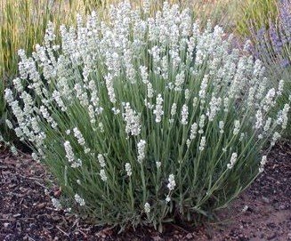 ラベンダー苗『ホワイト』 10.5センチポット 耐寒性宿根草 ｓｋの画像1