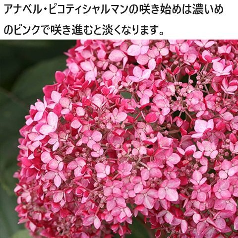 『ピコティシャルマン』　ピンクのアナベル　3号深ポット　アジサイの苗木　紫陽花　_画像2