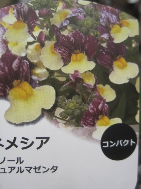 ネメシア苗 『メノール デュアルマゼンタ』 黄色と紫の花色 10.5㎝ポットの画像1
