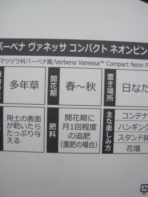 宿根バーベナ苗　『ヴァネッサ　ネオンピンク』　10.5センチポット　耐寒性宿根草_画像8