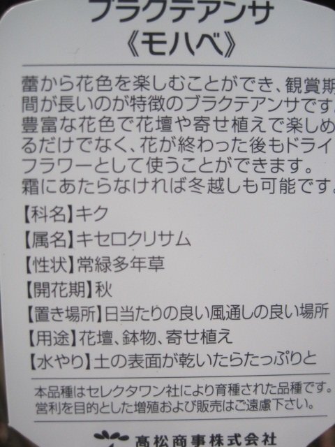 NEW!!　帝王貝細工のコンパクトタイプ　『モハベ　イエロー』　3.5号ポット　ブラクテアンサ　（ヘリクリサム）ｓｋ_画像4