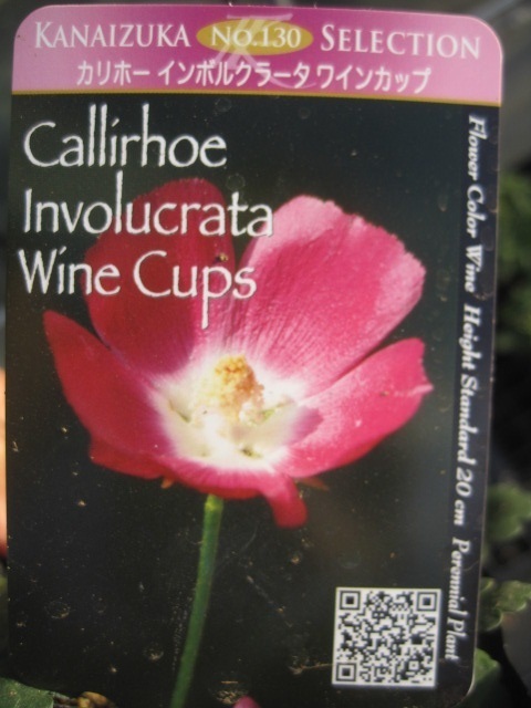 カリホー苗 インボルクラータ『ワインカップ』 １0.5cmポット ポピーマロー 耐寒性多年草の画像4