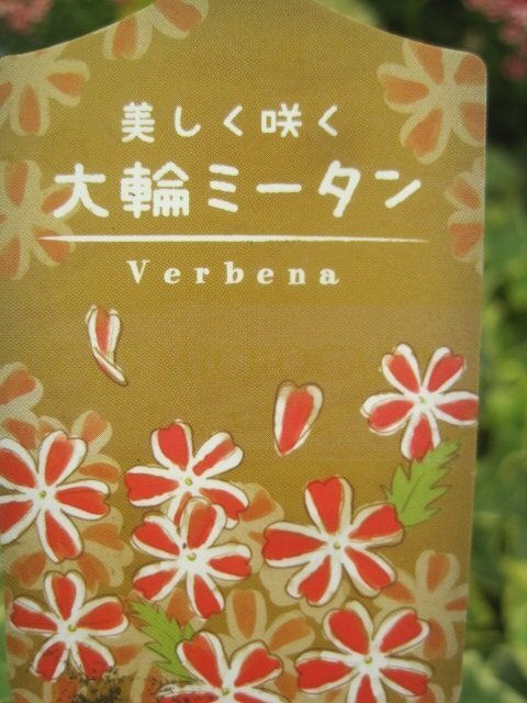 宿根バーベナ苗 『大輪ミータン』 赤と杏の可愛い花 10.5センチポット 耐寒性宿根草の画像4