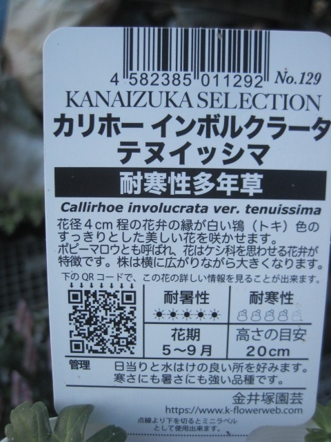 カリホー苗 インボルクラータ『ティヌッシマ』 １0.5cmポット ポピーマロー 耐寒性多年草 skの画像4