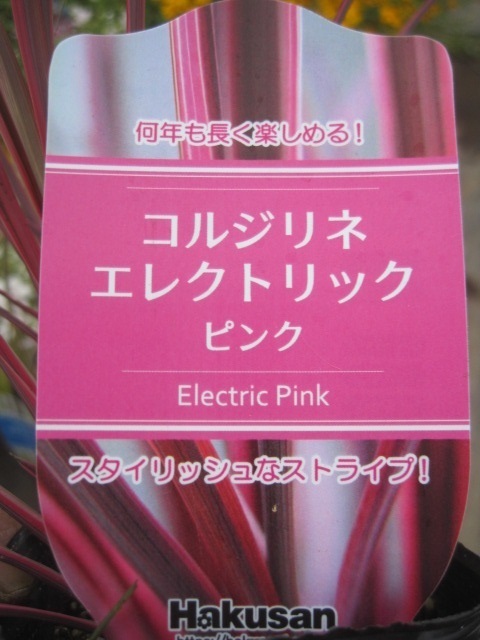 コルジリネ『エレクトリック ピンク』  9センチ深ポット苗の画像4