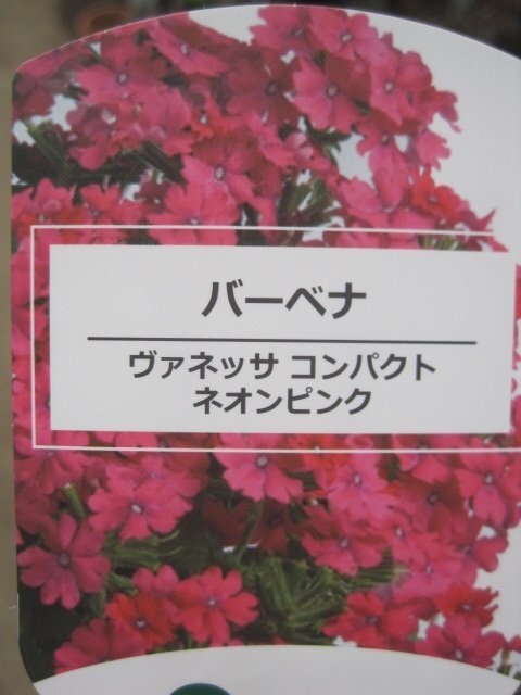 宿根バーベナ苗 『ヴァネッサ ネオンピンク』 10.5センチポット 耐寒性宿根草の画像7