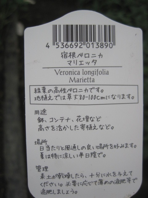 ベロニカ苗　『マリエッタ』　青花　高性タイプ　10.5センチポット　耐寒性宿根草　トラノオ_画像4