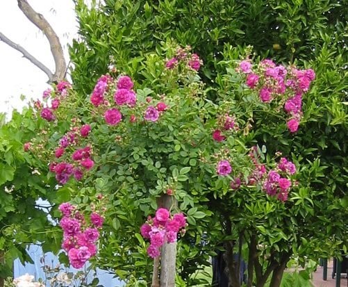 香るしだれ咲きのミニバラ苗『スイートチャリオット』 9センチポット 3~4本挿し 落葉状態 ｓｋの画像2