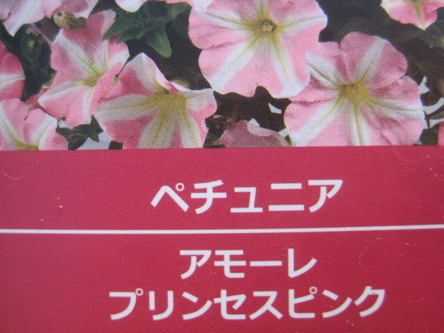 ペチュニア苗　栄養系『アモーレ　プリンセスピンク』　3.5号ポット　ｓｋ_画像10