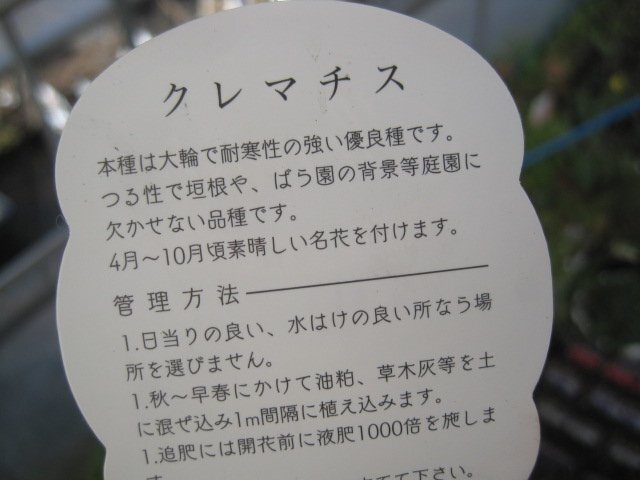 クレマチス苗　『仙人草』　２号ポット　日本原産の強健種 sk_画像5