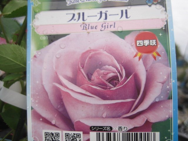 『ブルーガール』　バラ新苗　大輪四季咲き　１２センチポット_画像1