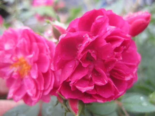 香るしだれ咲きのミニバラ苗『スイートチャリオット』 9センチポット 3~4本挿し 落葉状態 ｓｋの画像1