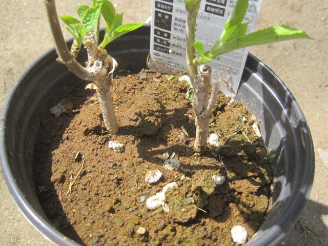 アジサイの苗木 『アナベル ジャンボ』 15cm深ポット の画像2