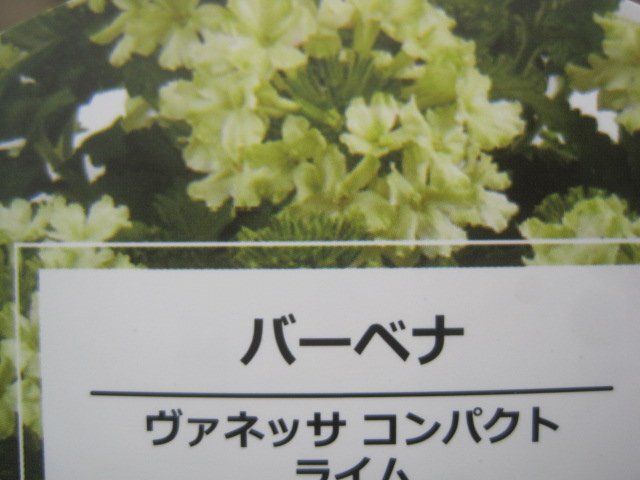 宿根バーベナ苗 『ヴァネッサ コンパクト ライム』 10.5センチポット 耐寒性宿根草 skの画像6