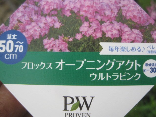 PW宿根プロックス苗 オープニングアウト『ウルトラピンク』 11㎝ポット パニキュラータ 新世代の花苗 の画像9