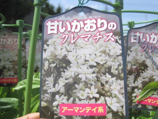 クレマチス苗 『アーマンディ』 常緑タイプ 12センチ深ポット skの画像1