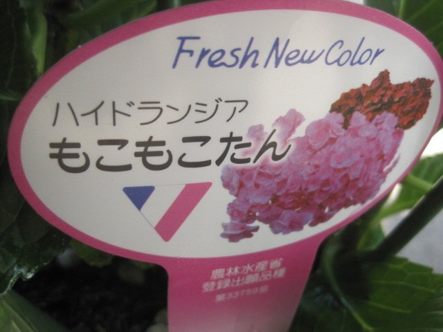 アジサイ開花株　『もこもこたん』　ピンク　5号鉢　紫陽花　4/13撮影　希少品種_画像9