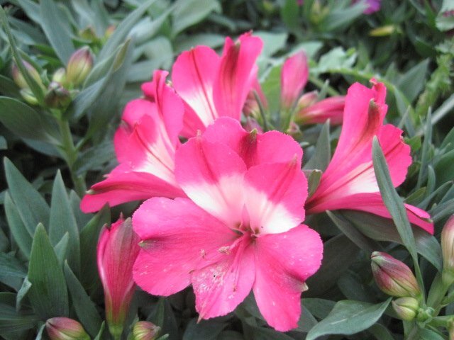 アルストロメリア苗 インティカンチャ『ロマンス』 ピンクに白 12CM深ポット 四季咲き性で背の低い 宿根草 の画像2
