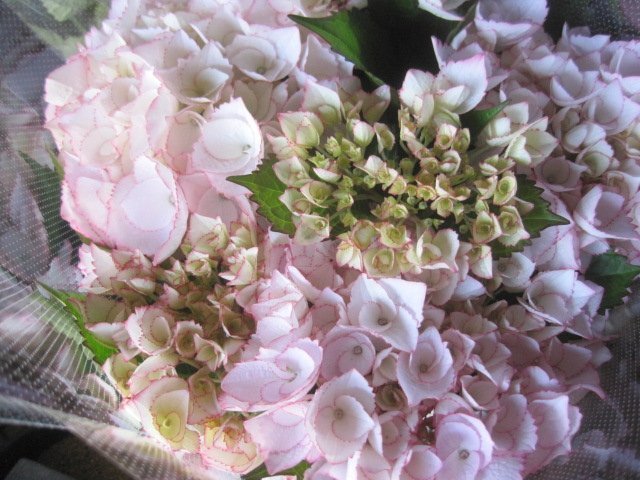  hydrangea blooming stock [la*bela] peach 5 number pot purple . flower 4/27 photographing 