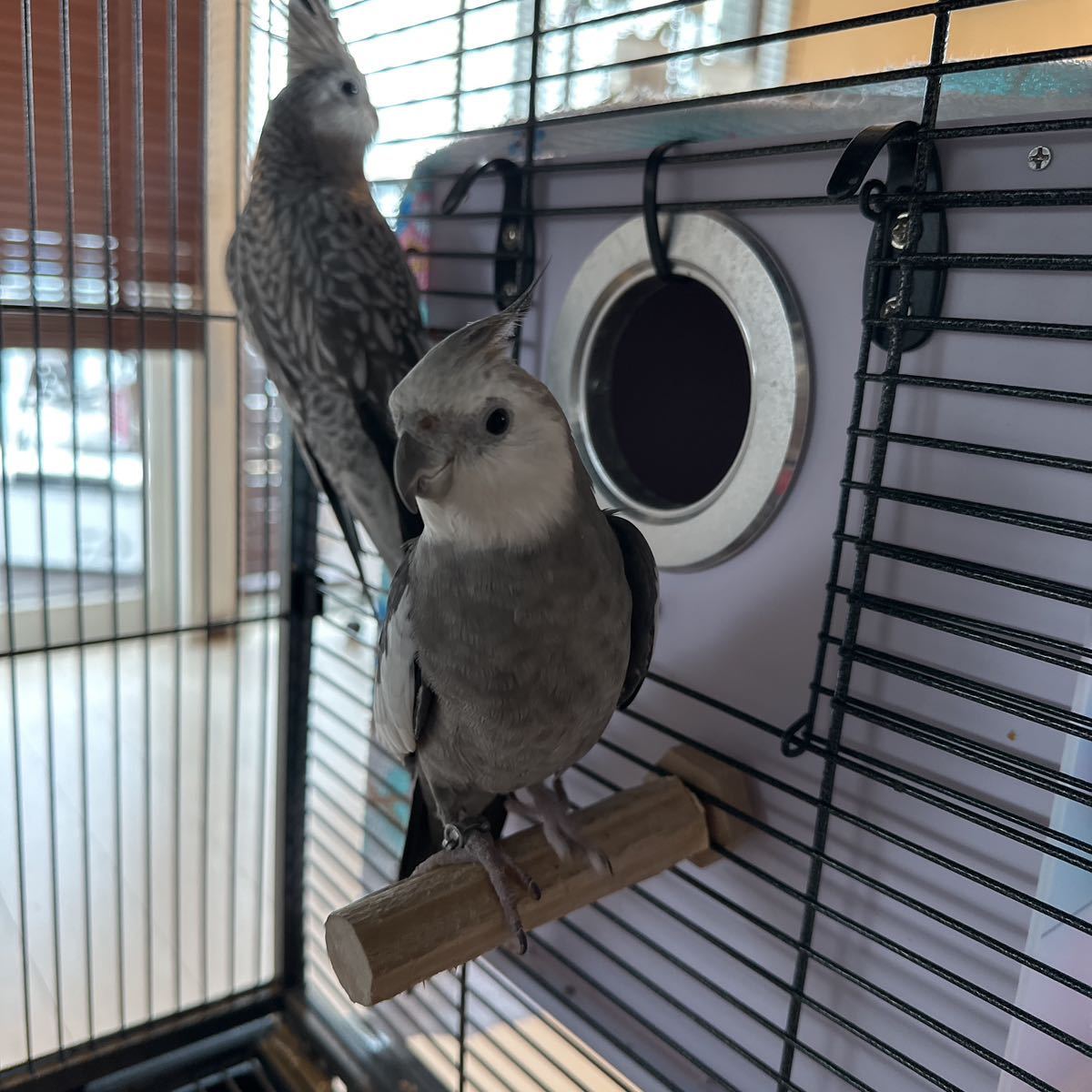 オカメインコ ホワイトフェスの卵（食用）の画像1