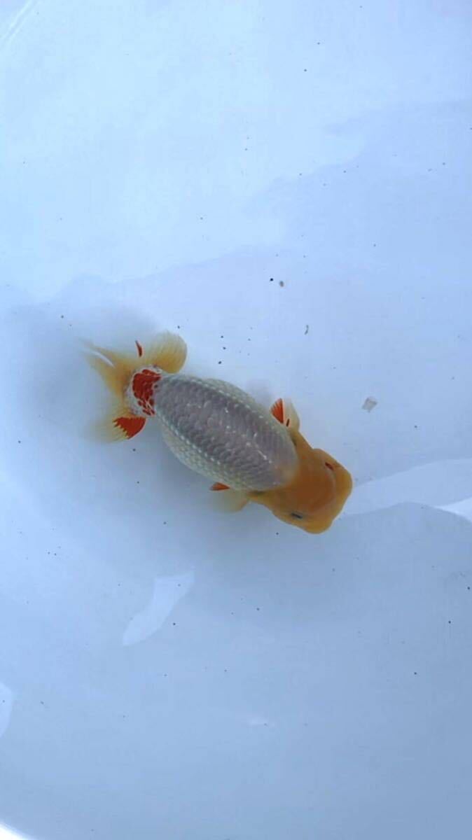 [yoh.ranc] golgfish two years old fish male 2 female 1,3 pcs set 