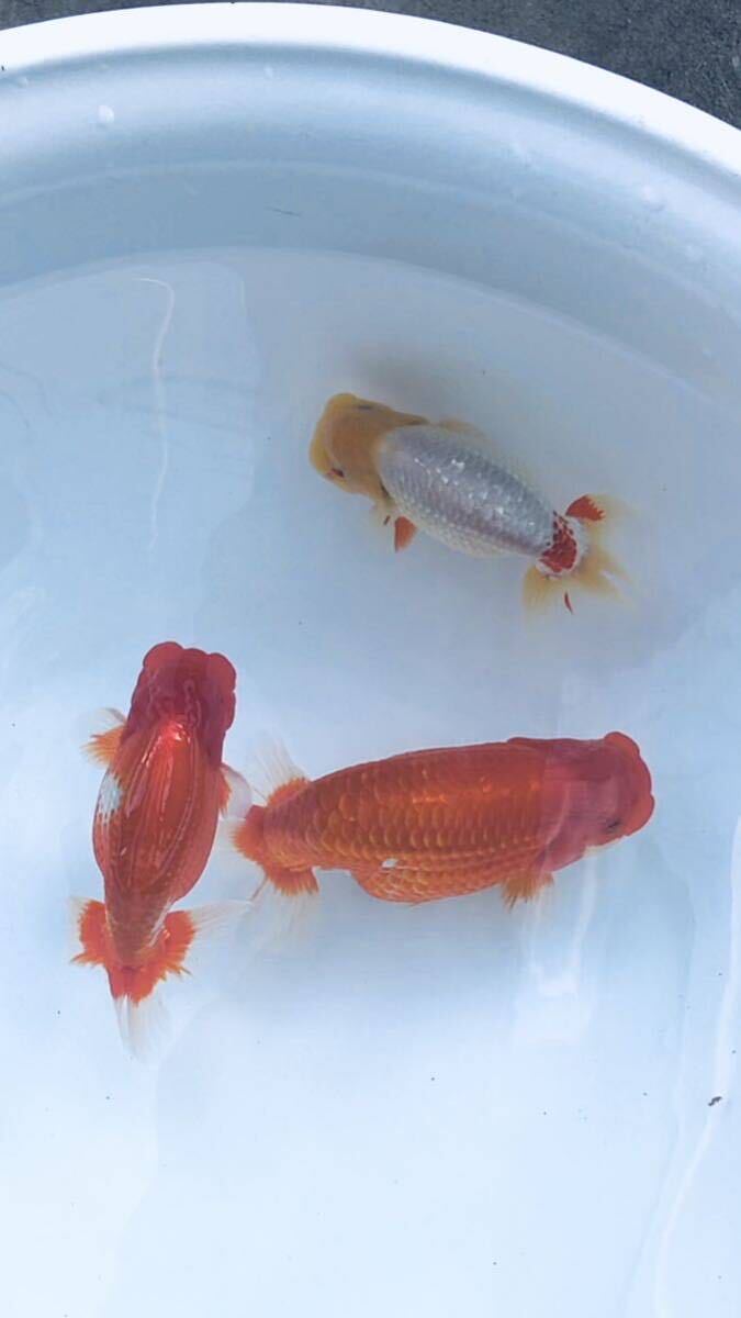 [yoh.ranc] golgfish two years old fish male 2 female 1,3 pcs set 