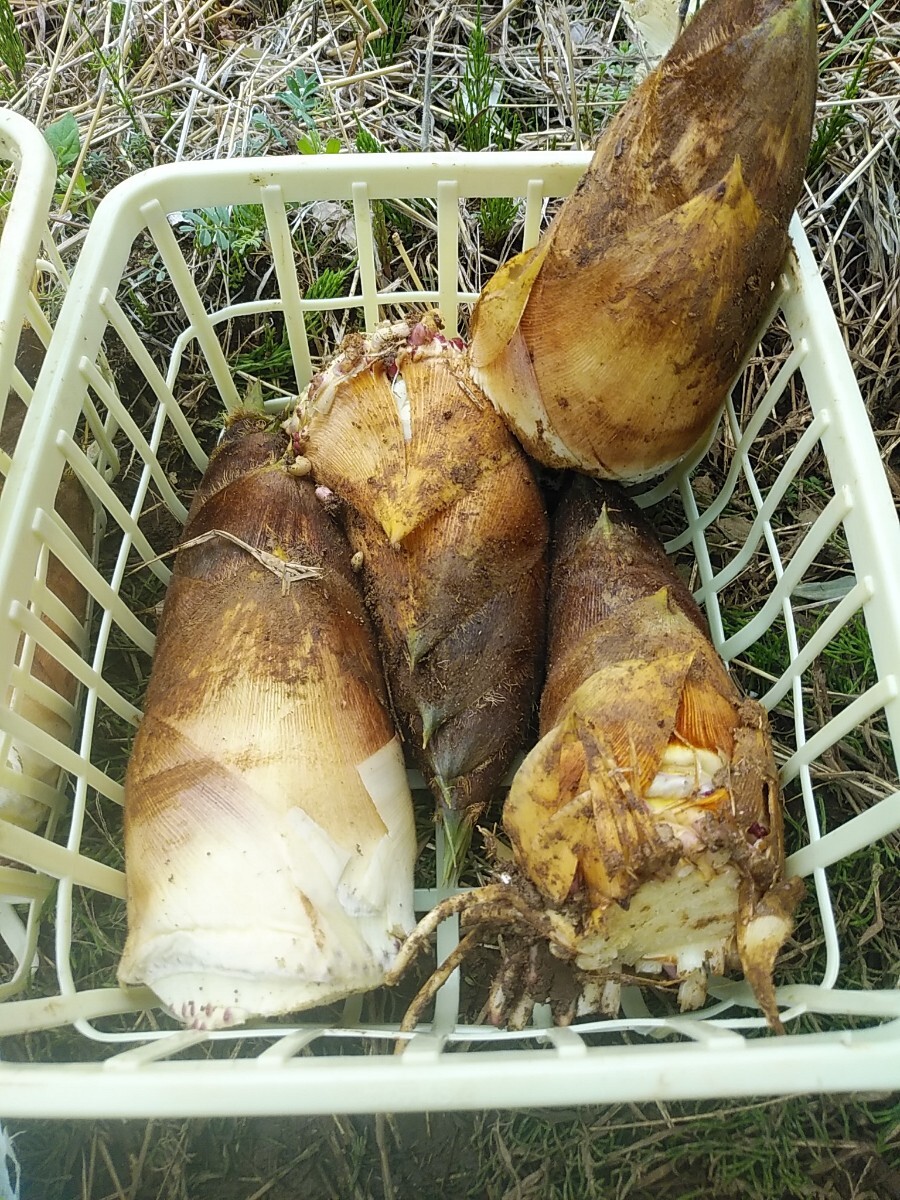 山梨県産　たけのこ　竹の子　4kg_画像4