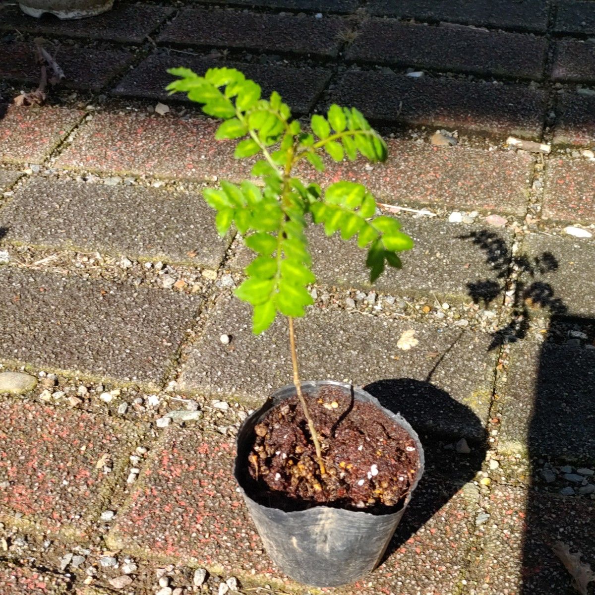 山椒の苗木(トゲあり)