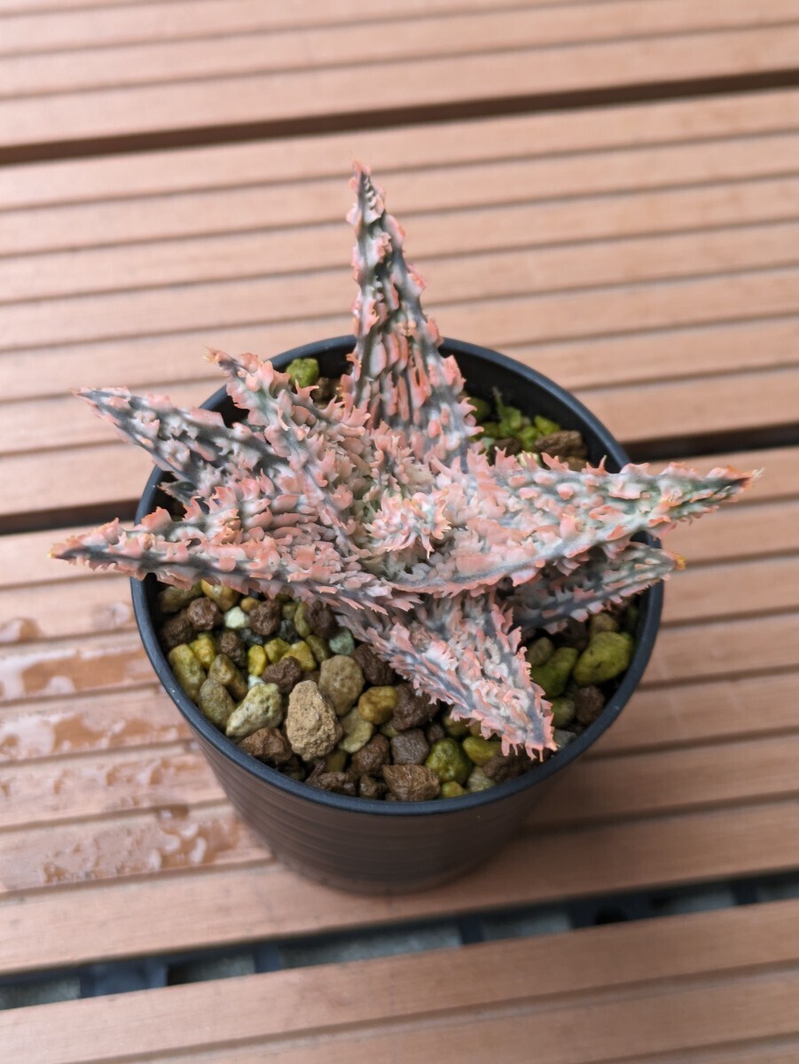 Yahoo!オークション - Aloe 'Tempura' アロエ テンプラ アロエ Yahoo!オークション - Aloe 'Tempura' アロエ テンプラ アロエ