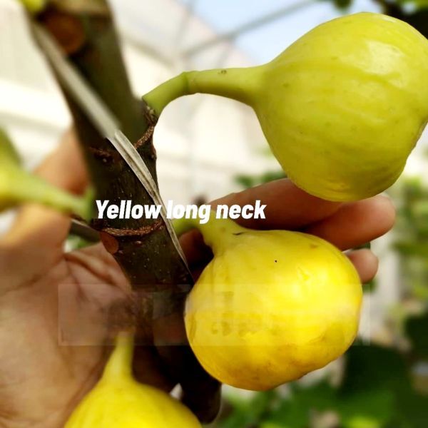 【Fg1058】超希少 『 yellow long neck 』イチジク 穂木 海外輸入 入手困難！！ 挿し木 無花果_画像2