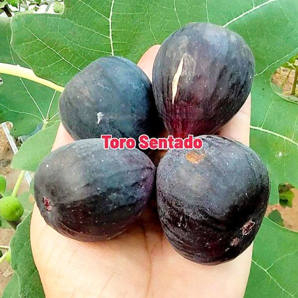 【Fg1002】超希少 『 Toro Sentado 』イチジク 穂木 海外輸入 入手困難！！ 挿し木 無花果の画像1