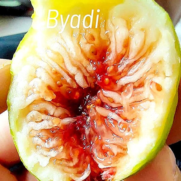 【Fg1183】超希少 『 Byadi 』イチジク 穂木 海外輸入 入手困難！！ 挿し木 無花果の画像1