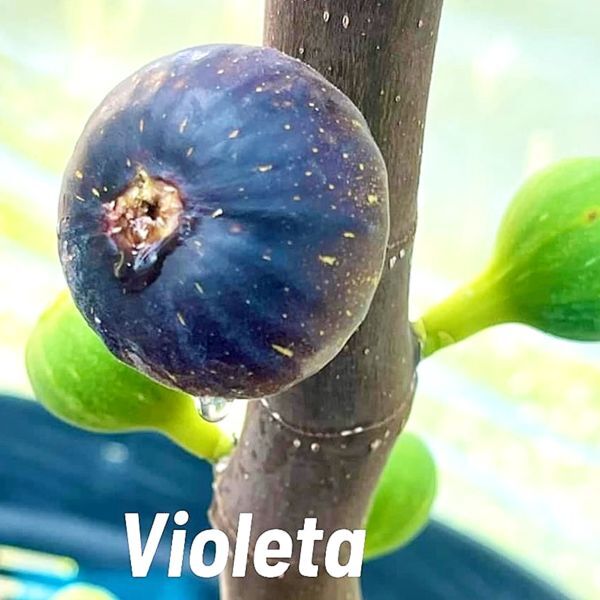 【Fg1132】超希少 『 Violeta 』イチジク 穂木 海外輸入 入手困難！！ 挿し木 無花果の画像1