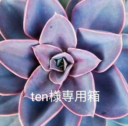 ten様専用箱 多肉植物