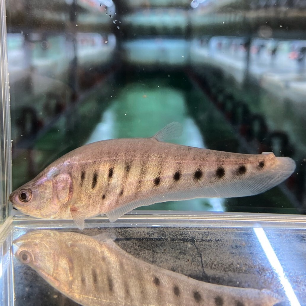 クラウンナイフフィッシュ　8cm＋　1匹 [25061]　不二熱帯魚　再入荷_画像2