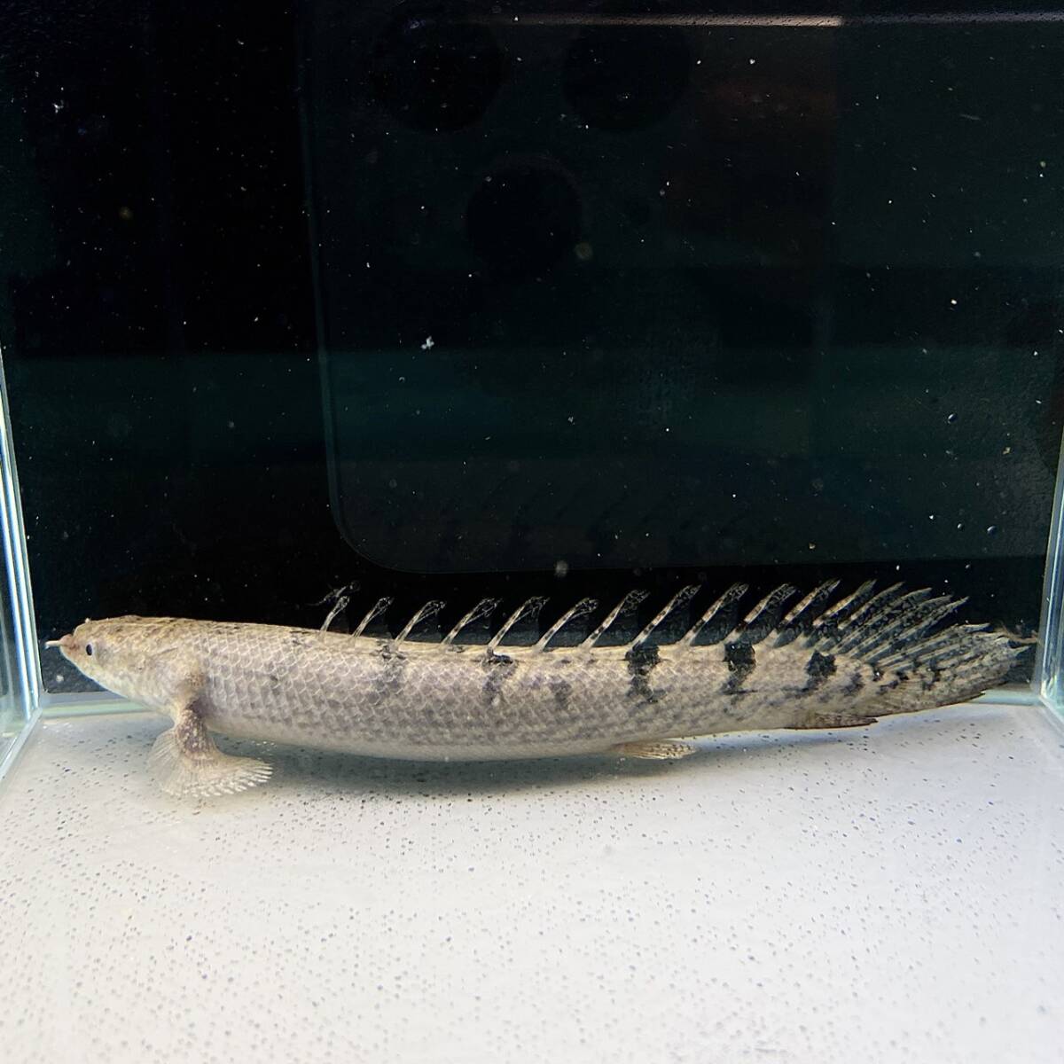 ポリプテルス・デルヘッジ　8cm＋　2匹 [29041]　不二熱帯魚_画像2