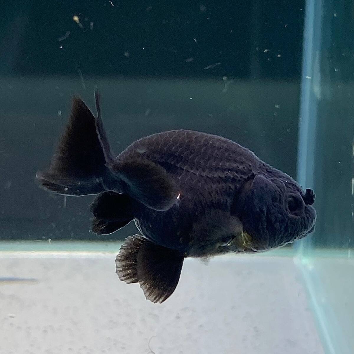  black golgfish 4cm+ 3 pcs [35641 un- two tropical fish 