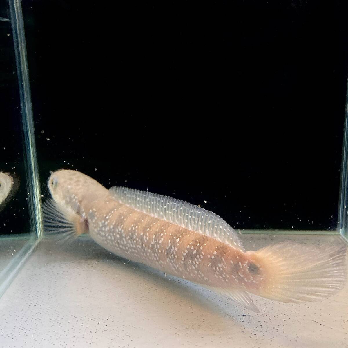 ホワイトスポットコウタイ　Channa asiatica white spot　18cm＋ 1匹 [28063] 不二熱帯魚_画像2