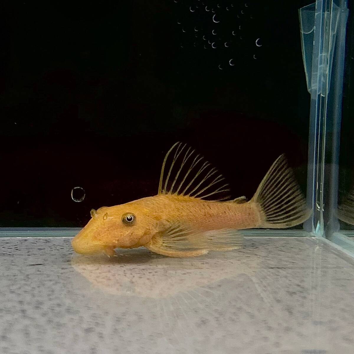 スーパーレッドブッシープレコ 5cm＋ 1匹 [24081] 不二熱帯魚の画像1