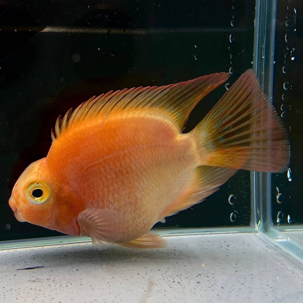 ピーチパロット　6cｍ＋　2匹 【26331】　不二熱帯魚_画像1