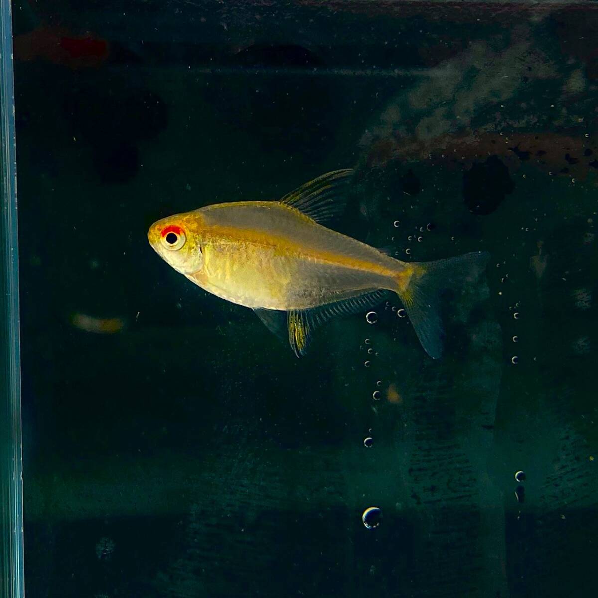 レモンテトラ MLサイズ 10匹【10403】不二熱帯魚の画像3