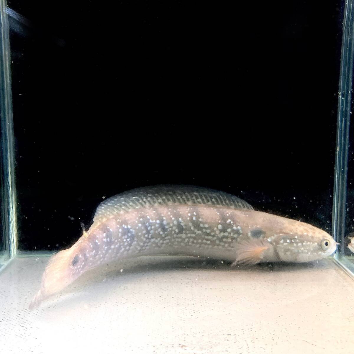 ホワイトスポットコウタイ Channa asiatica white spot 18cm＋ 1匹 [28063] 不二熱帯魚の画像3