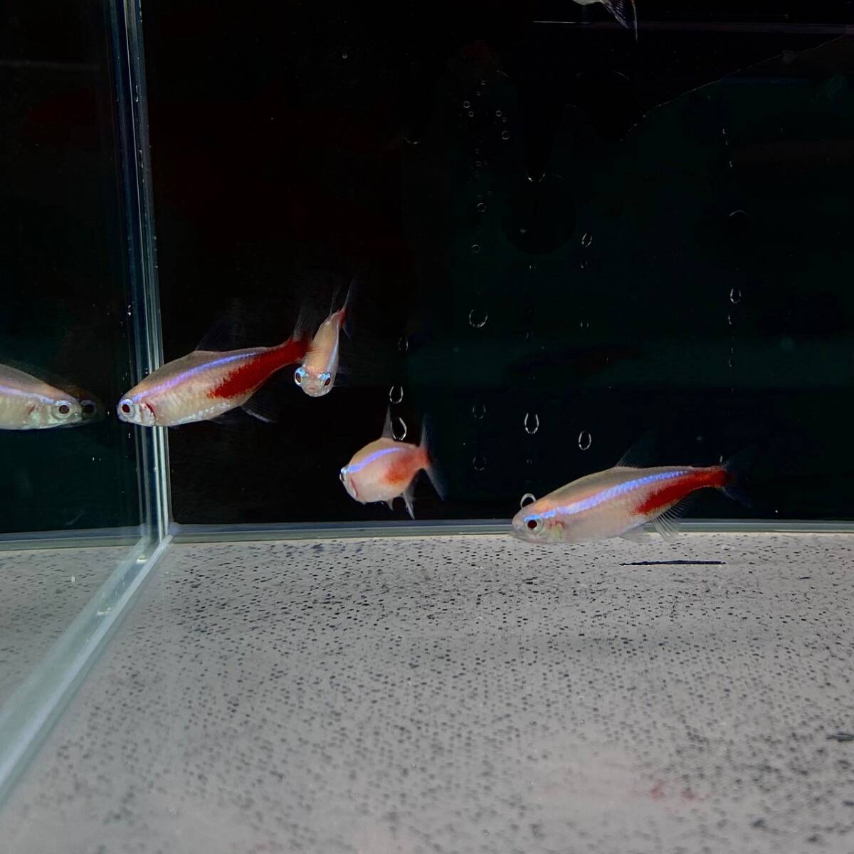 a ruby no neon Tetra 10 pcs ML size [10013] un- two tropical fish 