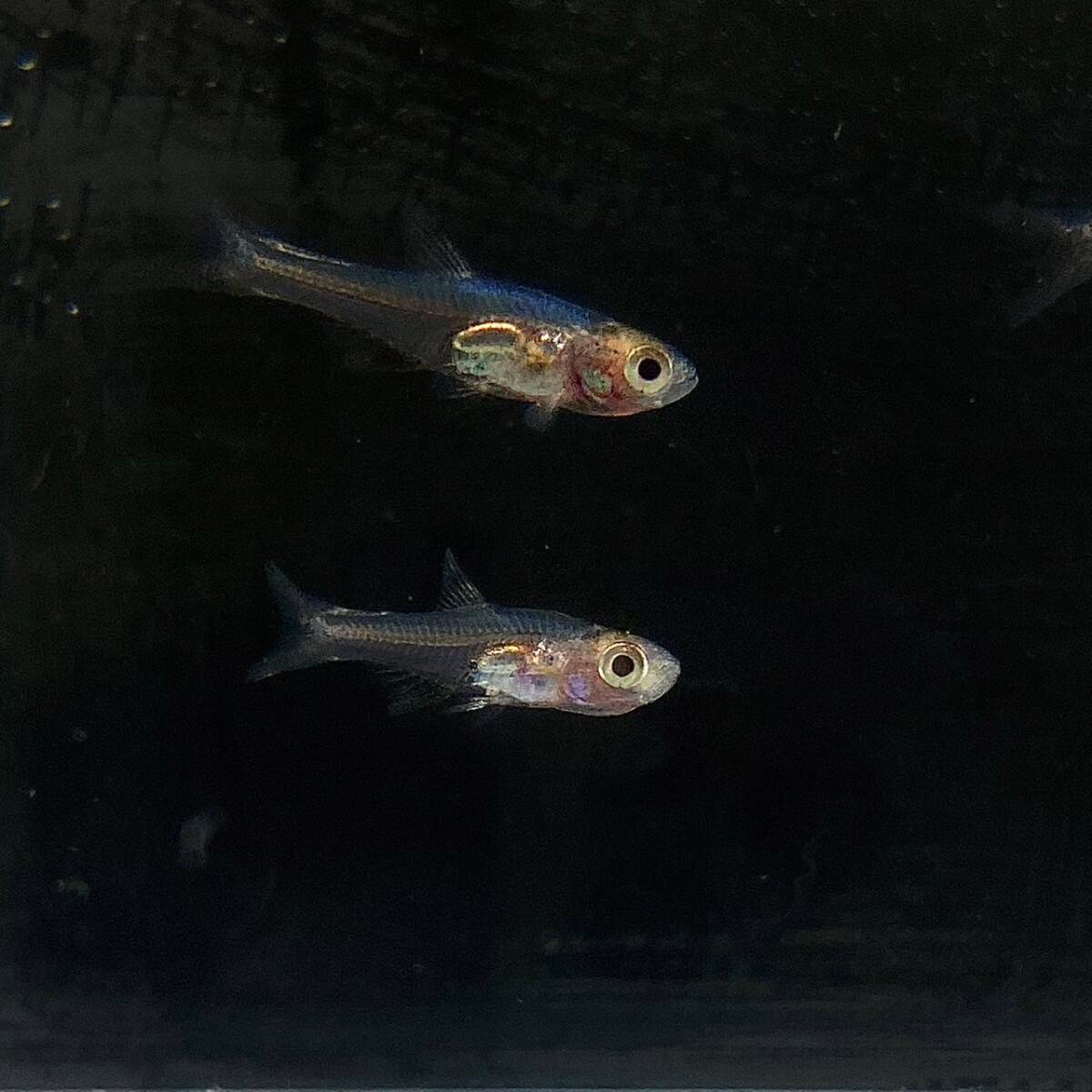 10匹 ラスボラ・アクセルロディ (ブルー) Mサイズ 10匹 [14293] 不二熱帯魚の画像3